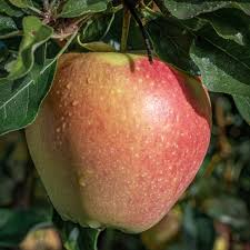 Apples Braeburn Org Large, 3 pieces
